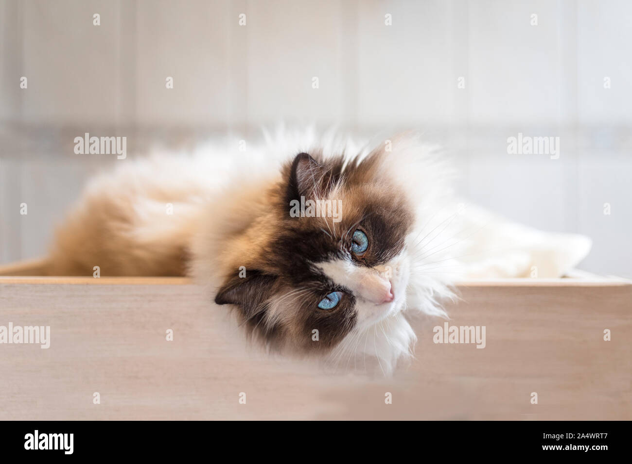A pretty bicolor brown Ragdoll cat. The cute cat has its head hanging on a wooden bench and is looking at the viewer. Stock Photo
