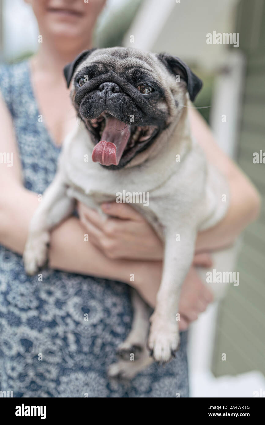 A small black and beige pug dog in the arms of an unrecognizable woman. The dog is looking straight at the observer with a happy face. Stock Photo