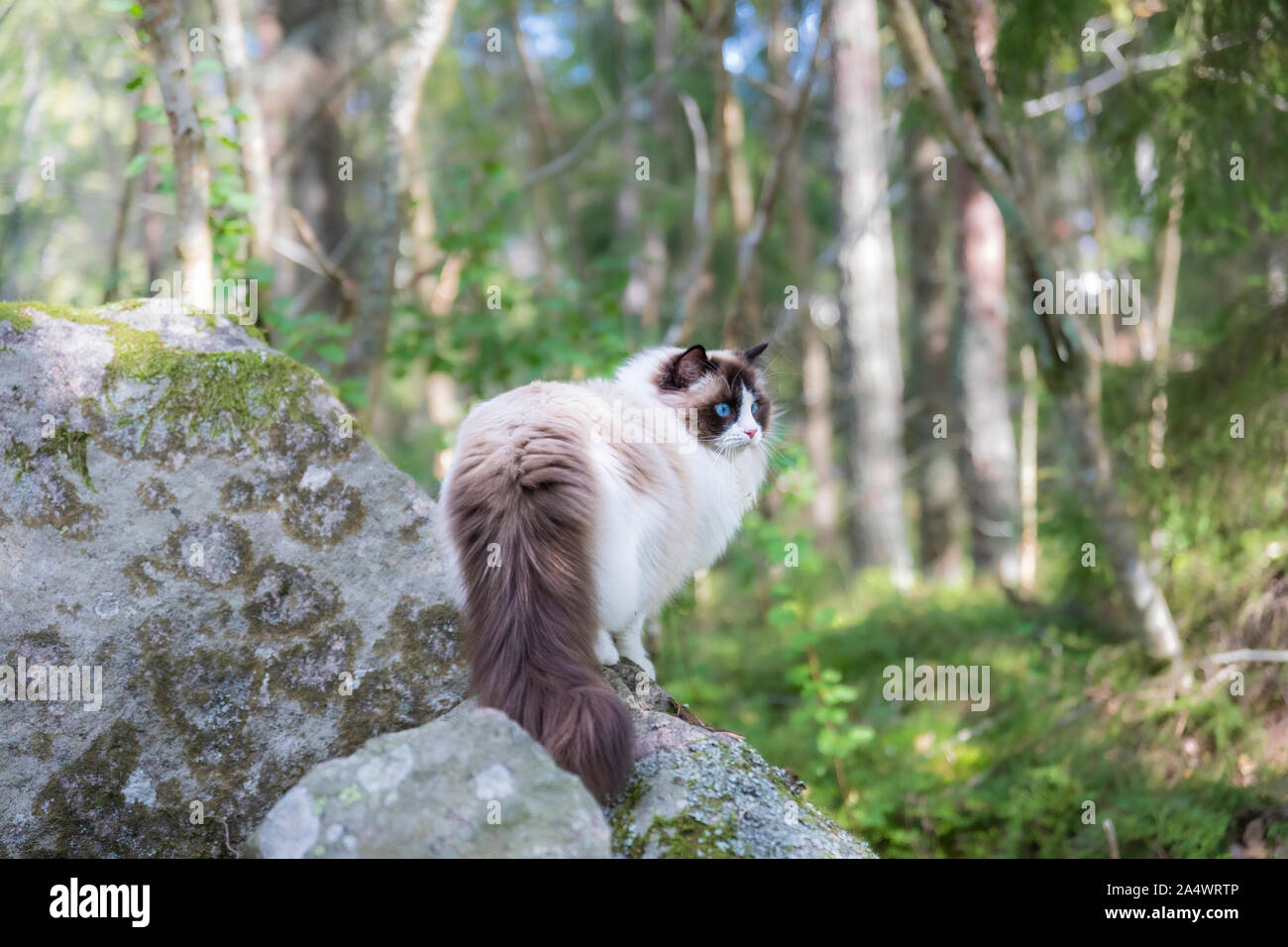 A pretty purebred Ragdoll cat brown bicolor out in the forest. The cat is standing on a rock and is looking out in the woodland. Stock Photo