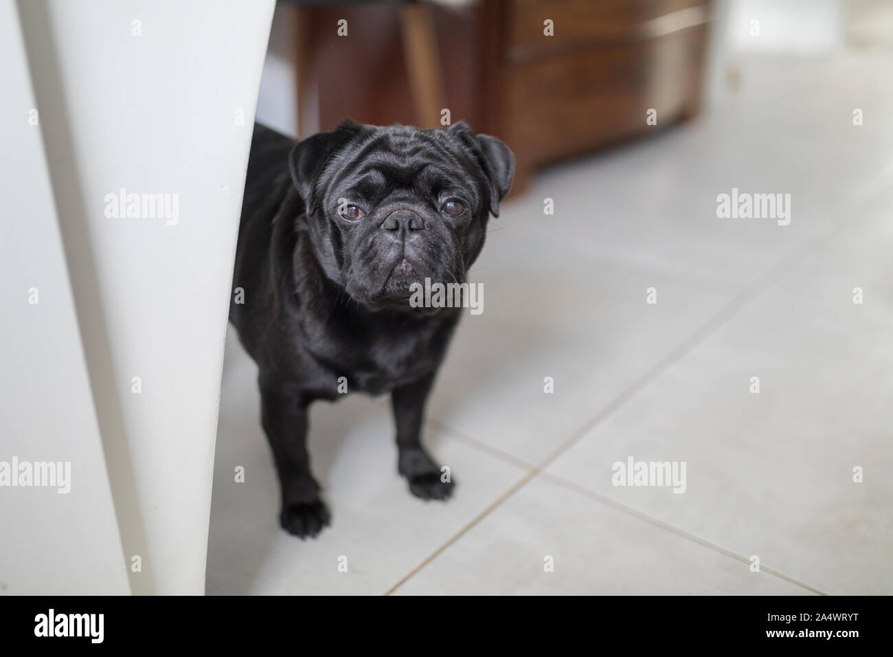 A small black pug dog on a white floor, with brown furniture in the background. Room for text. The dog is standing up and is looking straight at the o Stock Photo