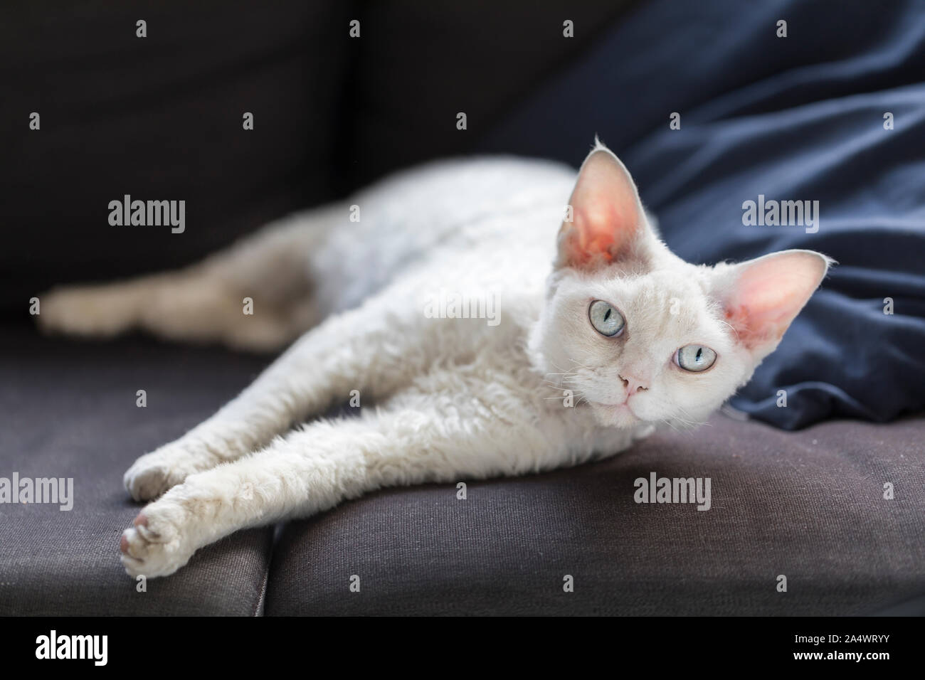 An elegant white cat with large ears, stretched out on a dark sofa and looking at the camera. She is looking at the camera. The cat is a white purebre Stock Photo