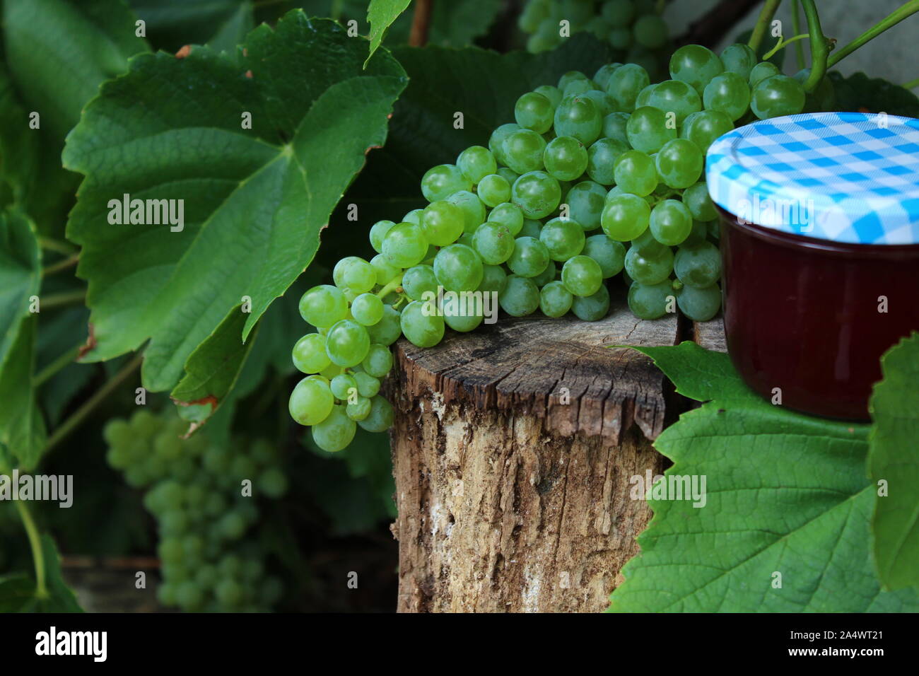 The picture shows grapes and wine jelly Stock Photo Alamy