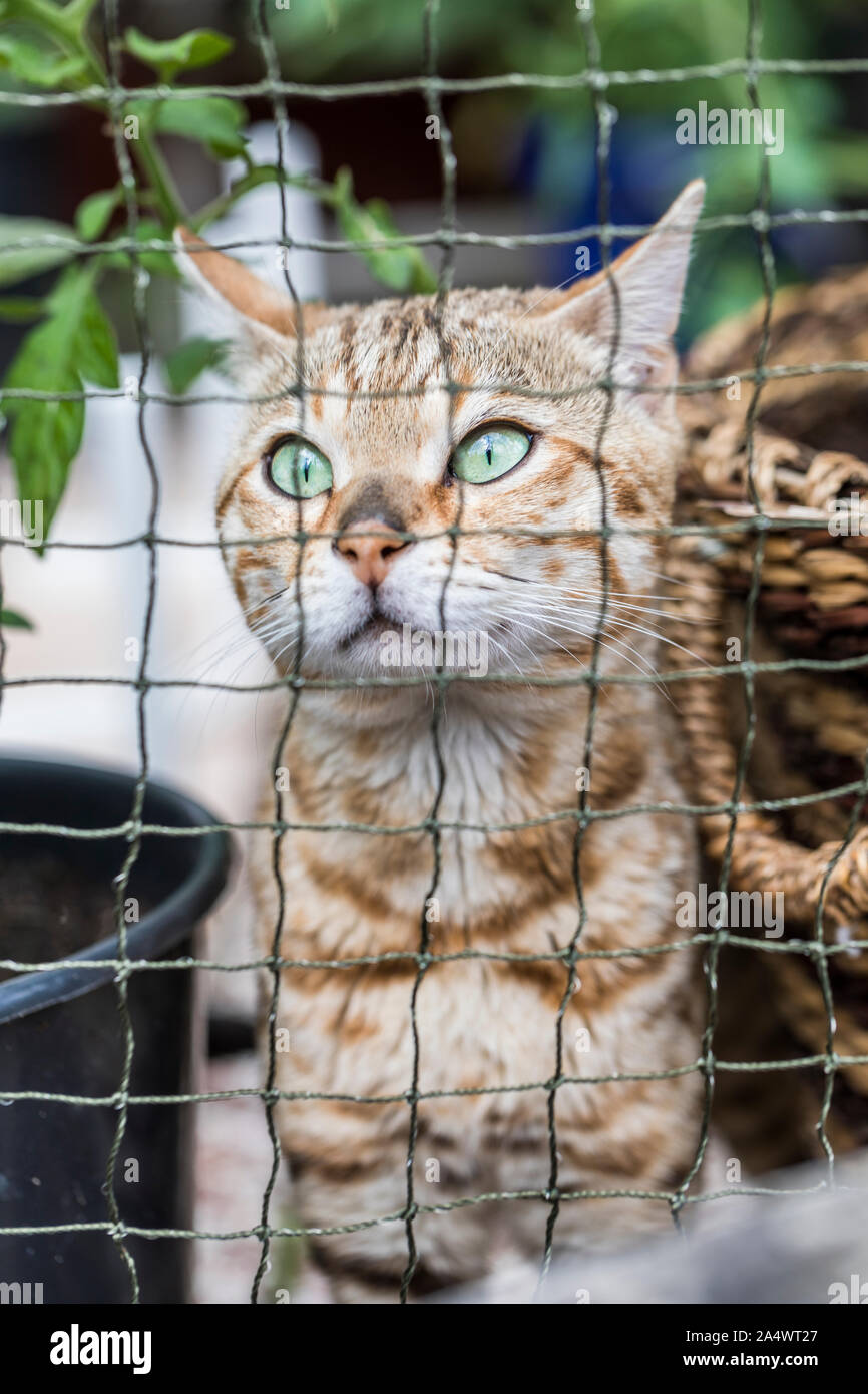 Closeup of a tabby purebred Bengeal cat in an outdoor netted cat yard. The cat is surrounded by