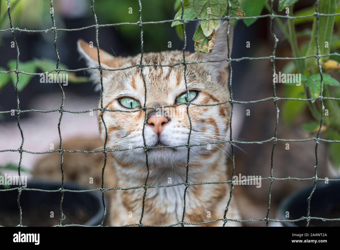 A purebred Bengeal cat in an outdoor cat cage. The cat is surrounded by plants and he is looking displeased. Close-up. Stock Photo