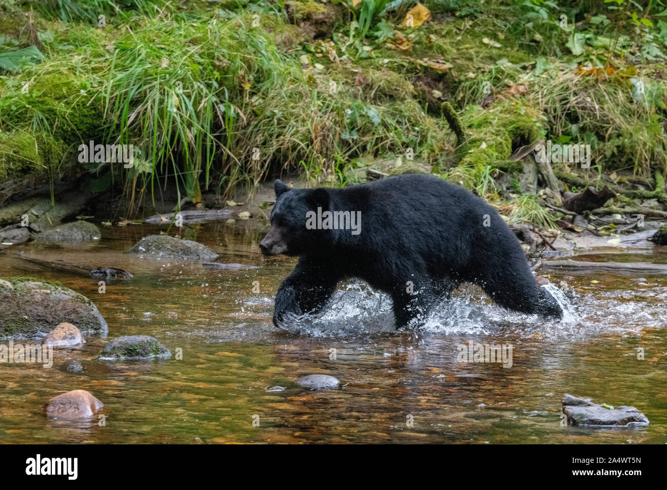 Canada, British Columbia, Great Bear Rainforest, Gribbell Island, Riordan Creek. Black bear (WILD: Ursus americanus) Stock Photo