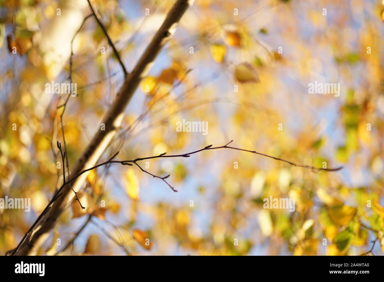 Dry birch branch on the blurred background of an golden autumn leaves ...