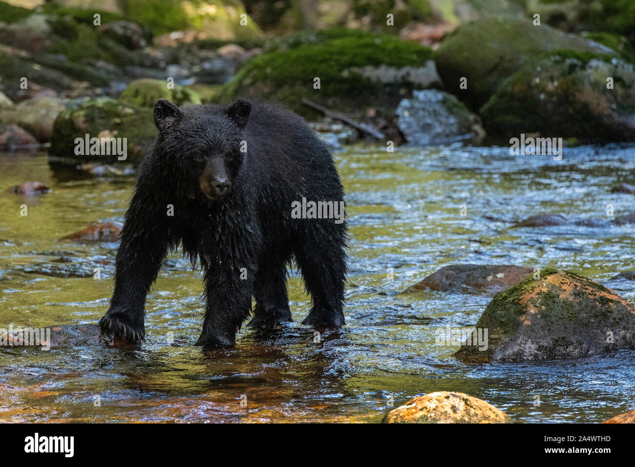 Canada, British Columbia, Great Bear Rainforest, Gribbell Island, Riordan Creek. Black bear (WILD: Ursus americanus) Stock Photo