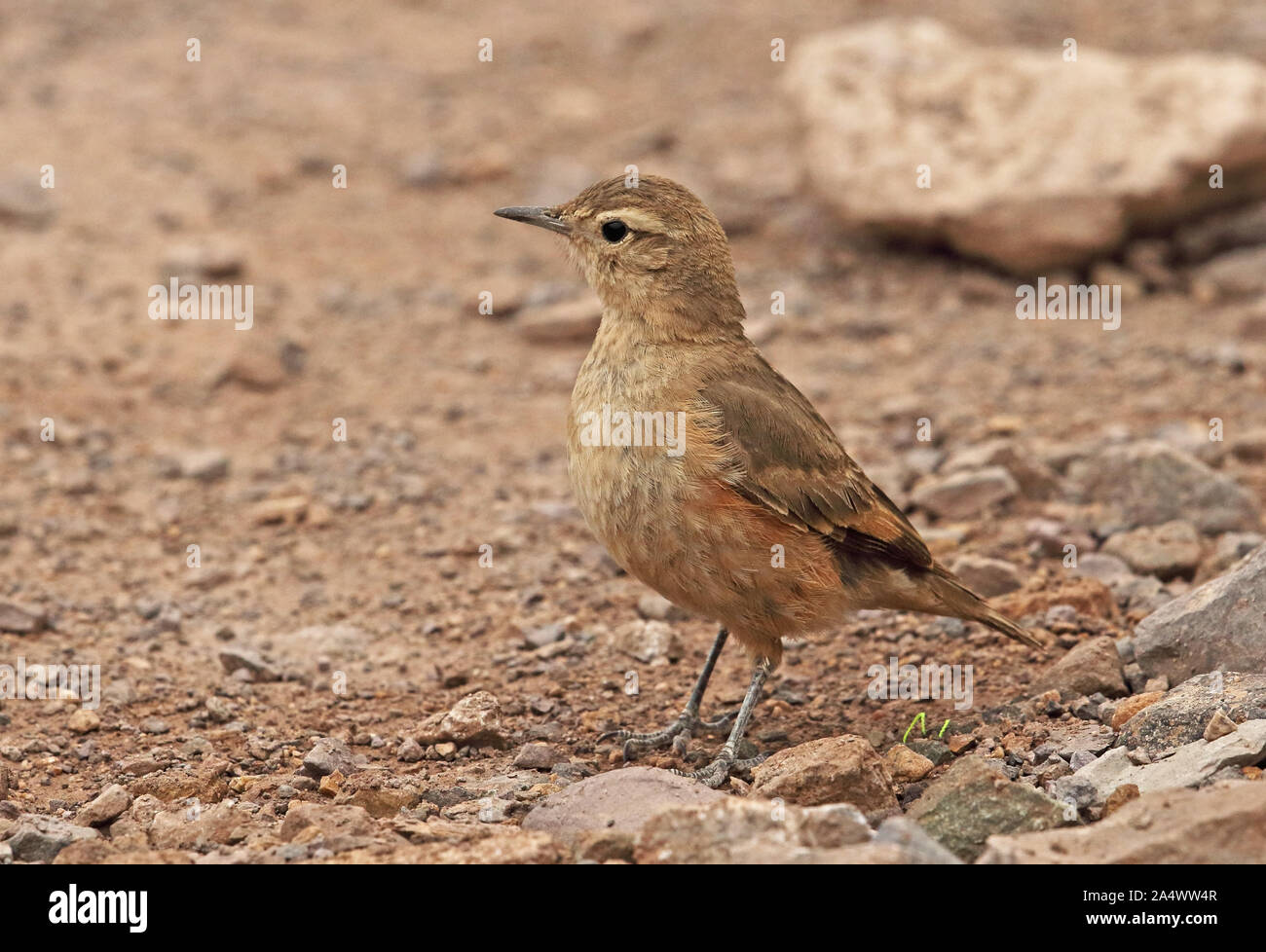 Rufous-banded Miner (Geositta rufipennis) adult standing on a rock  El Yeso Valley, Chile              January Stock Photo