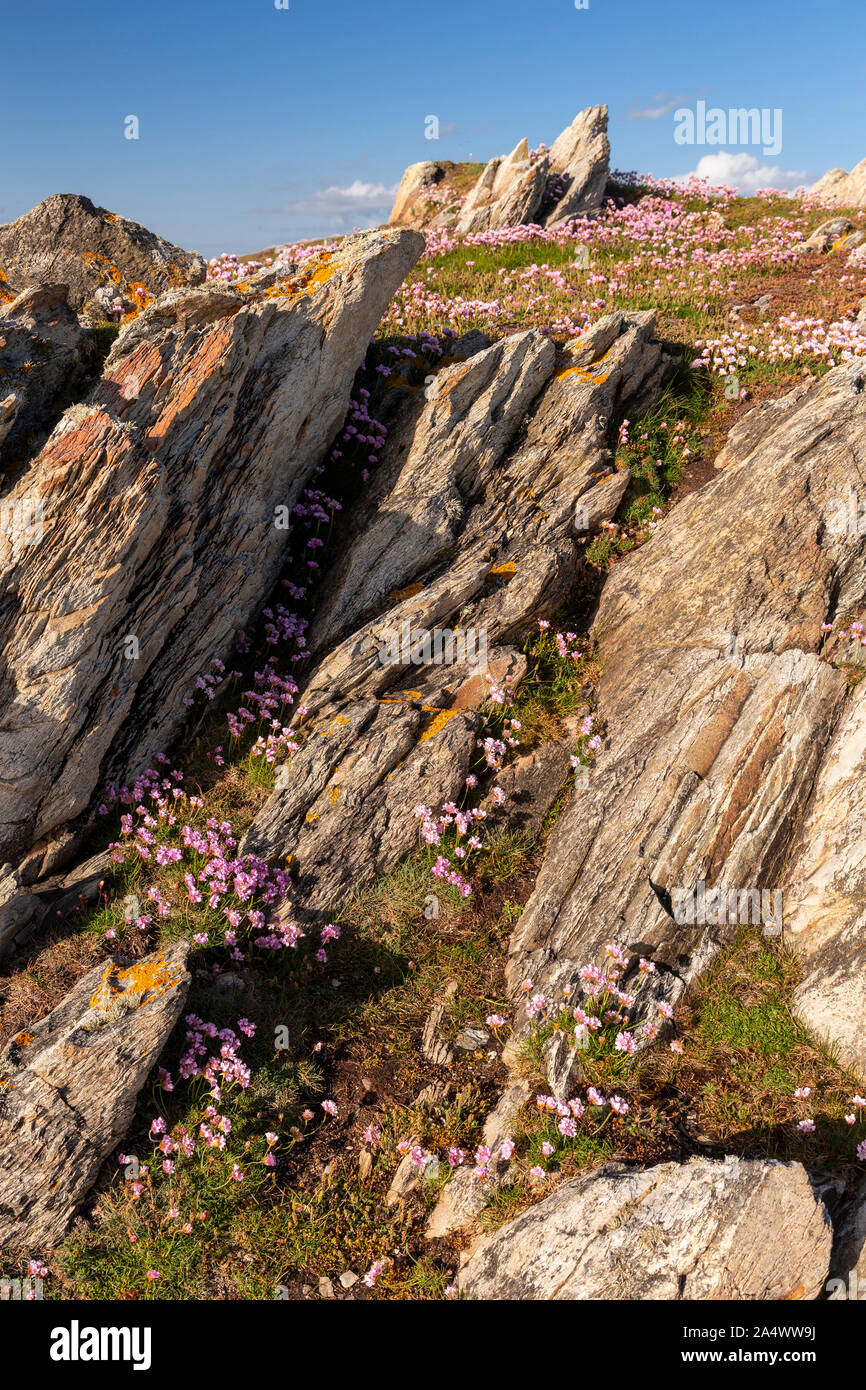 Pink flowers on the cliffs at Rhoscolyn, Anglesey, North Wales on a sunny day Stock Photo