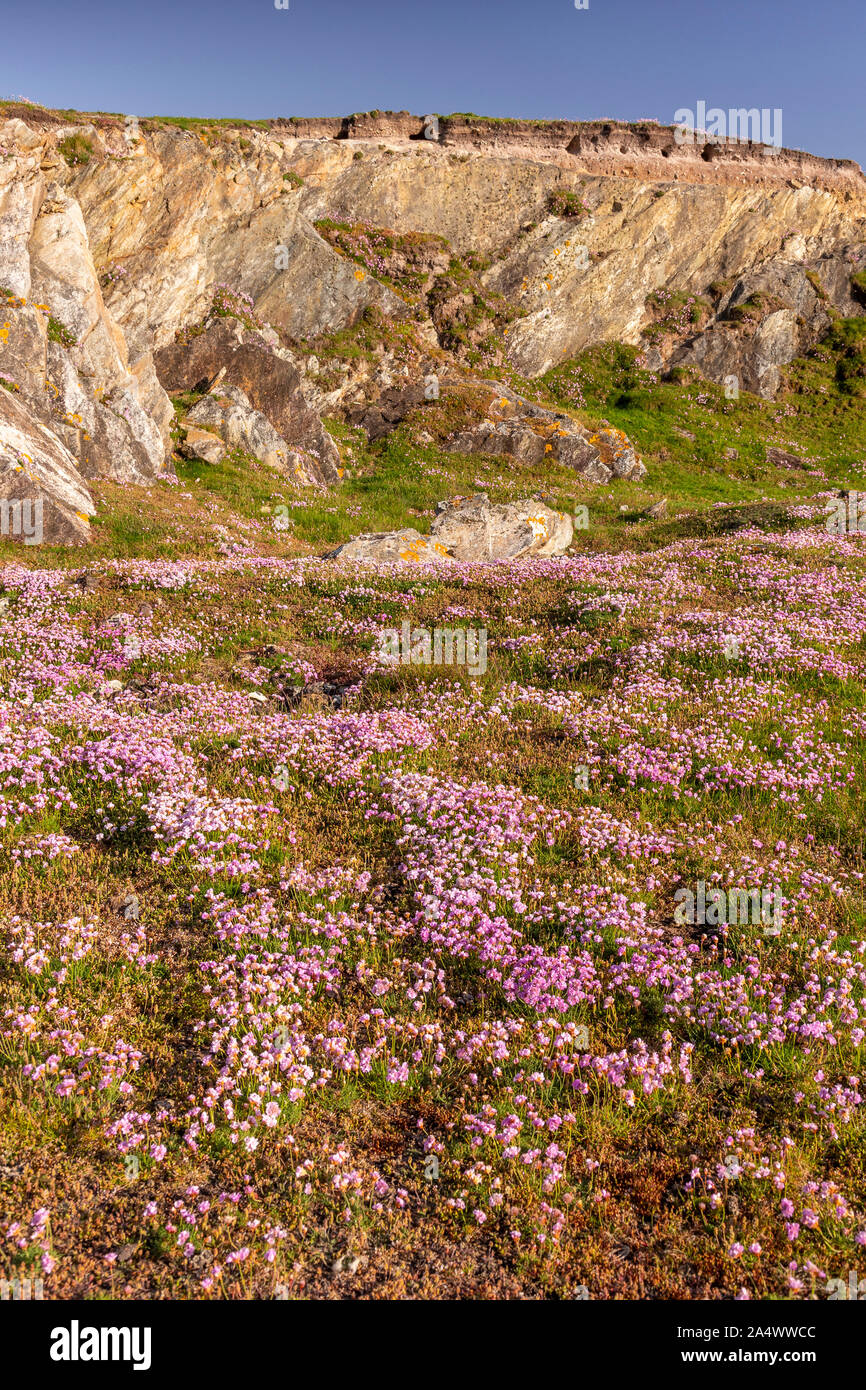 Pink flowers on the cliffs at Rhoscolyn, Anglesey, North Wales on a sunny day Stock Photo