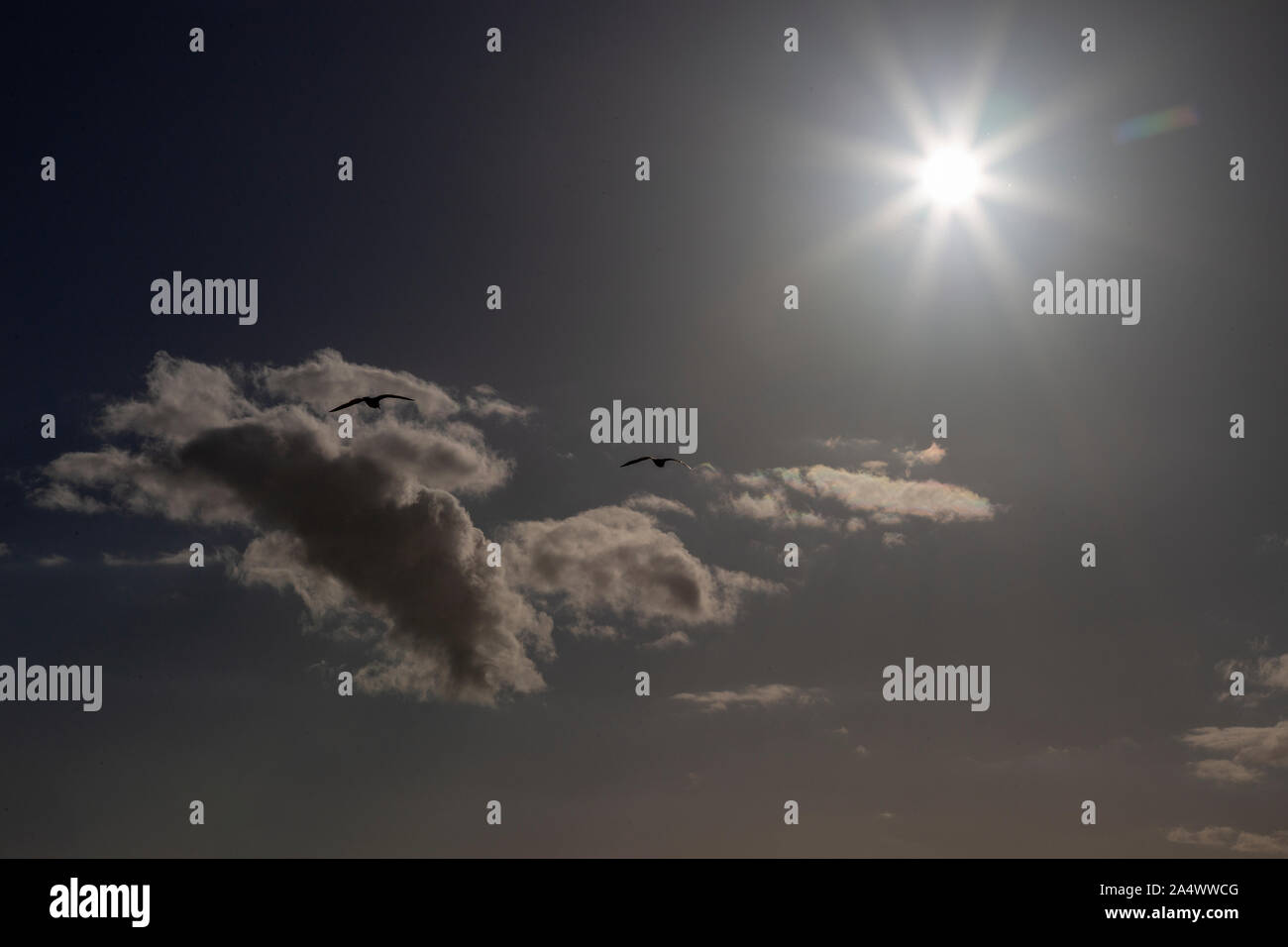 Seagulls flying with sunburst at Rhoscolyn, Anglesey, North Wales Stock Photo