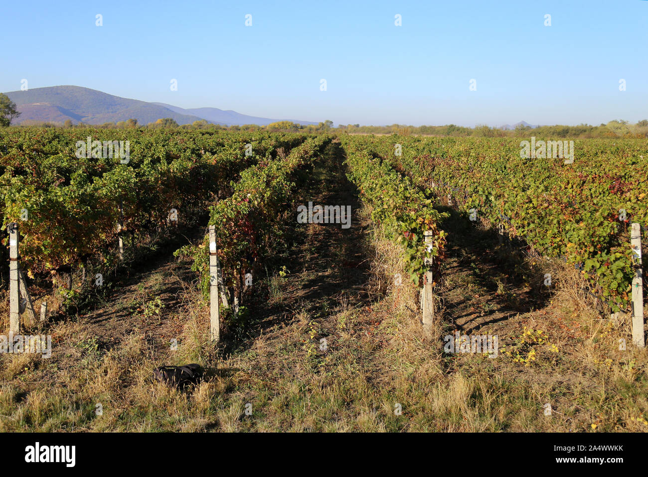 Growing grapes for white and red wine Stock Photo