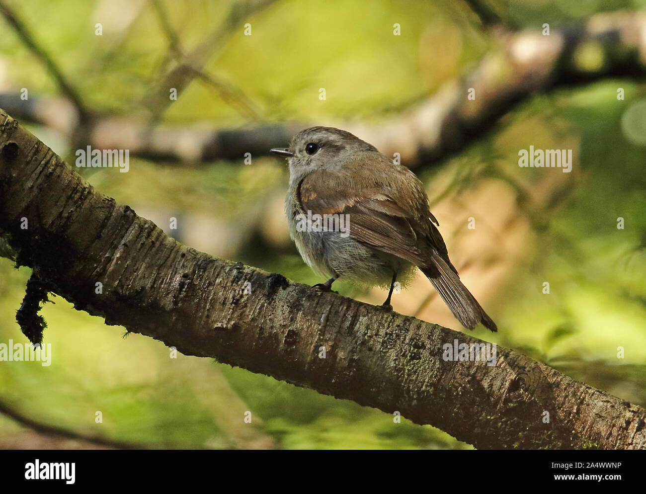 Patagonian Tyrant (Colorhamphus parvirostris) adult perched on branch  Puyehue National Park, Chile               January Stock Photo