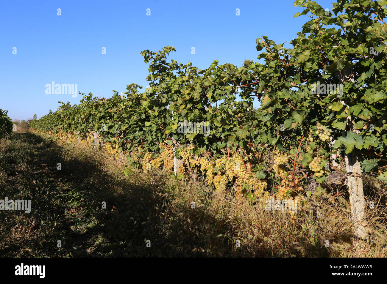 Growing grapes for white and red wine Stock Photo