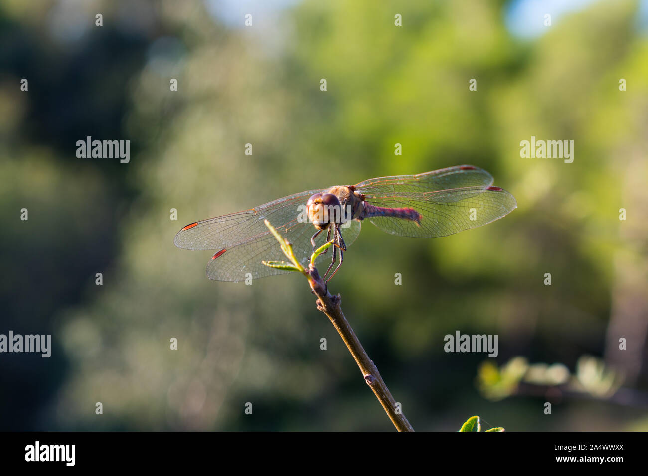 Red Veined Darter perching on a twig Stock Photo