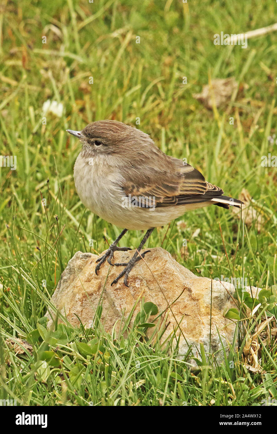 Spot billed ground tyrant muscisaxicola maculirostris hires stock