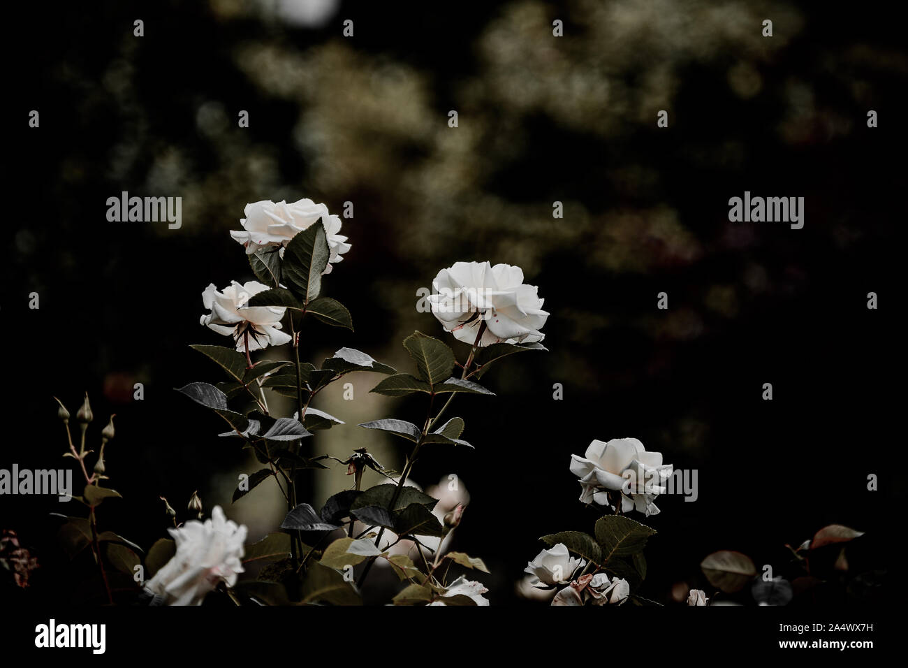 White roses in flowerbed hi-res stock photography and images - Alamy