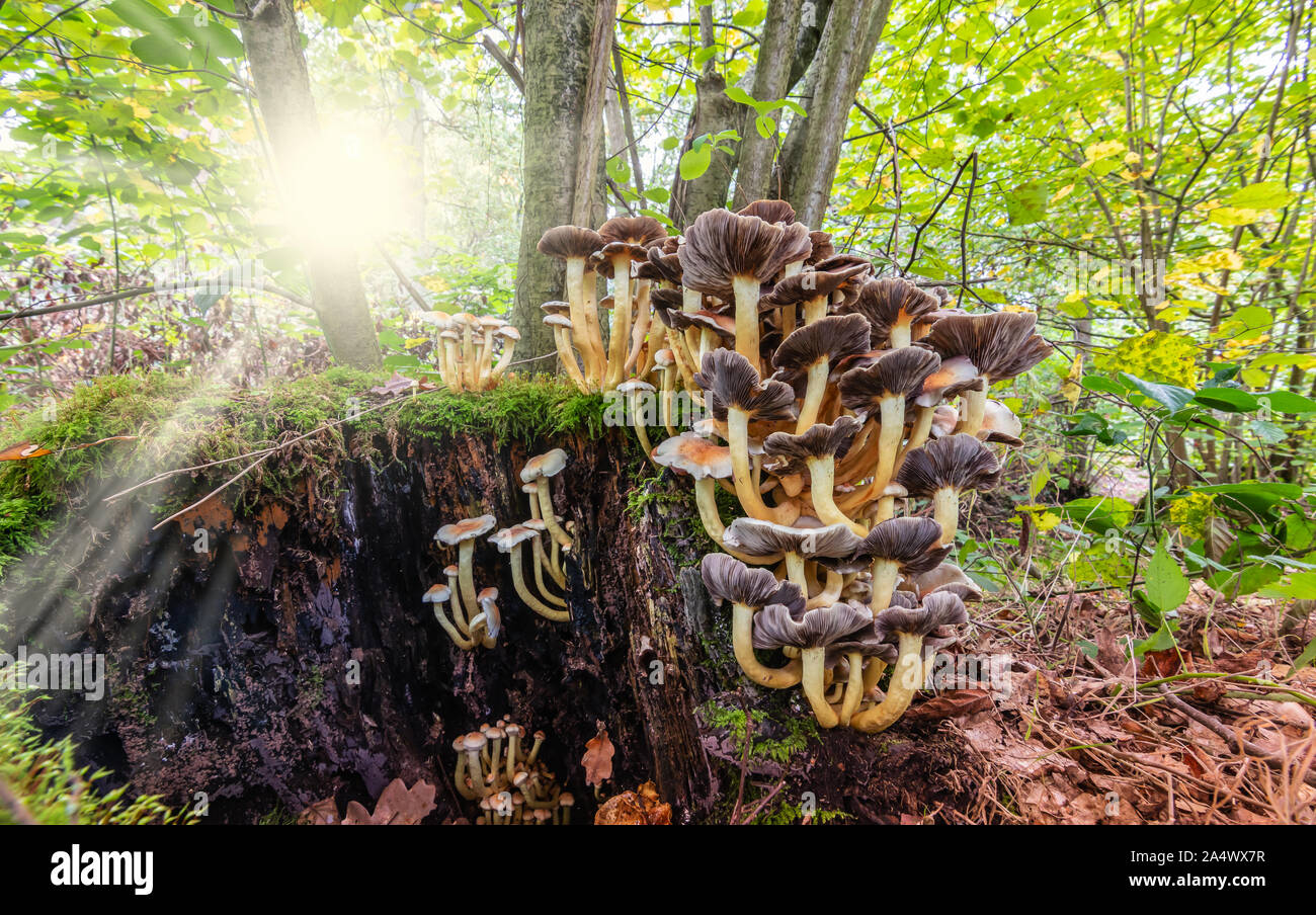 A group of brown mushrooms growing on an old trunk with green moss and forest background with sun rays through the trees. Stock Photo