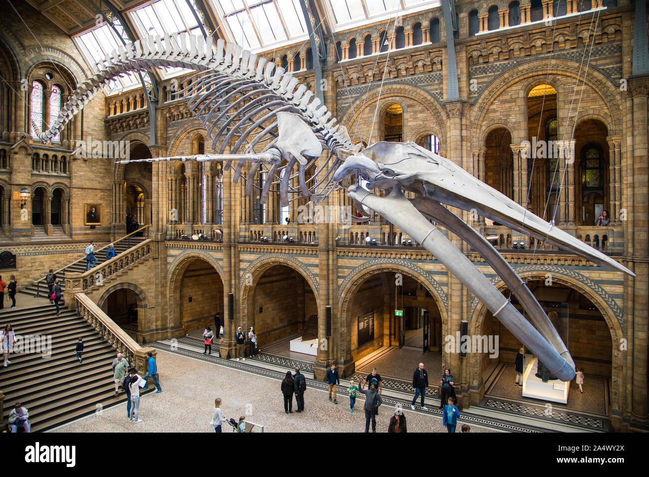 Blue whale in the main hall of the Natural History Museum Stock Photo
