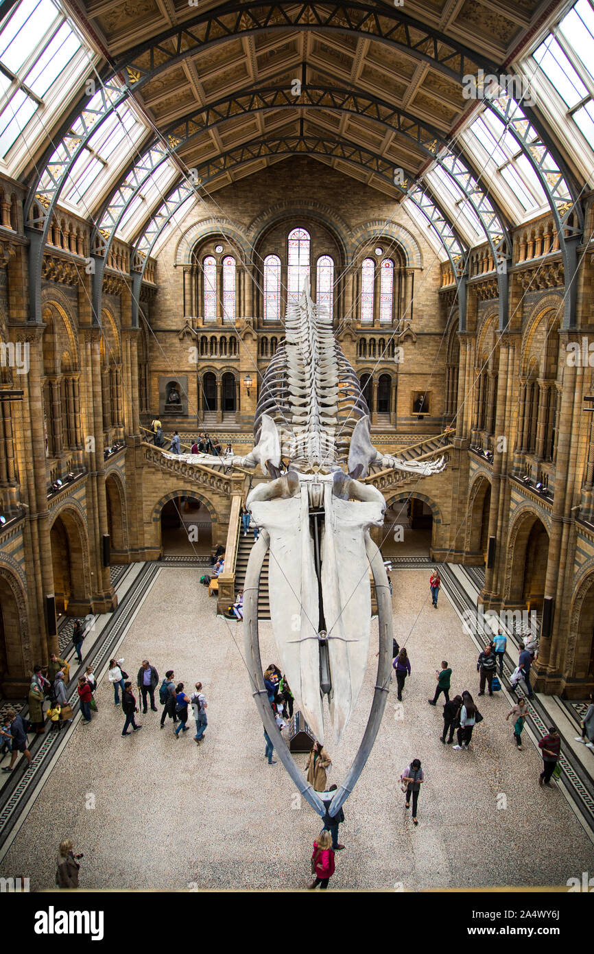 Blue whale in the main hall of the Natural History Museum Stock Photo