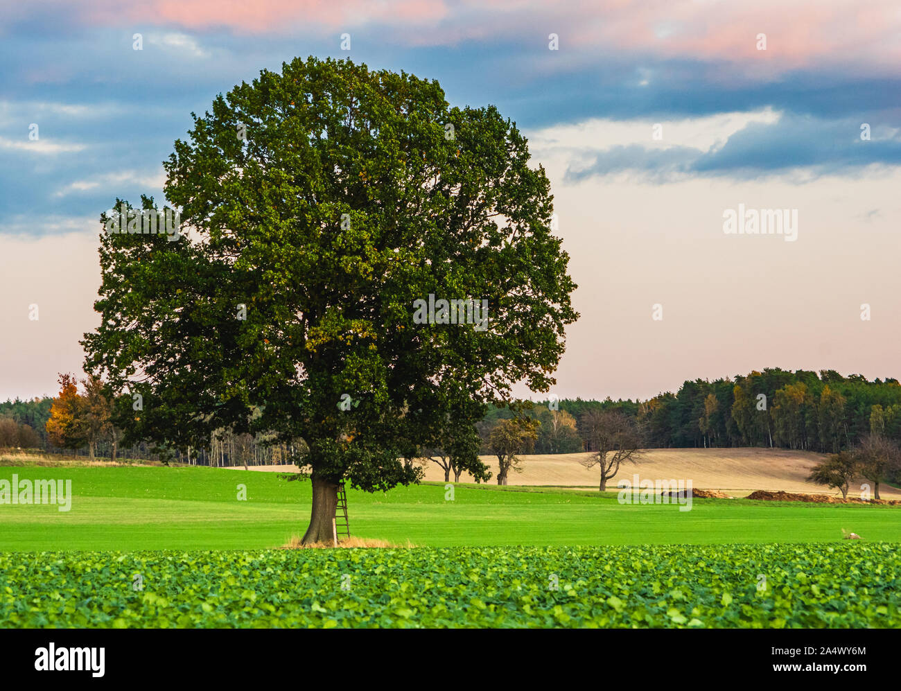 single tree on green autumn field in October near Grosshennersdorf, Saxony / Germany Stock Photo