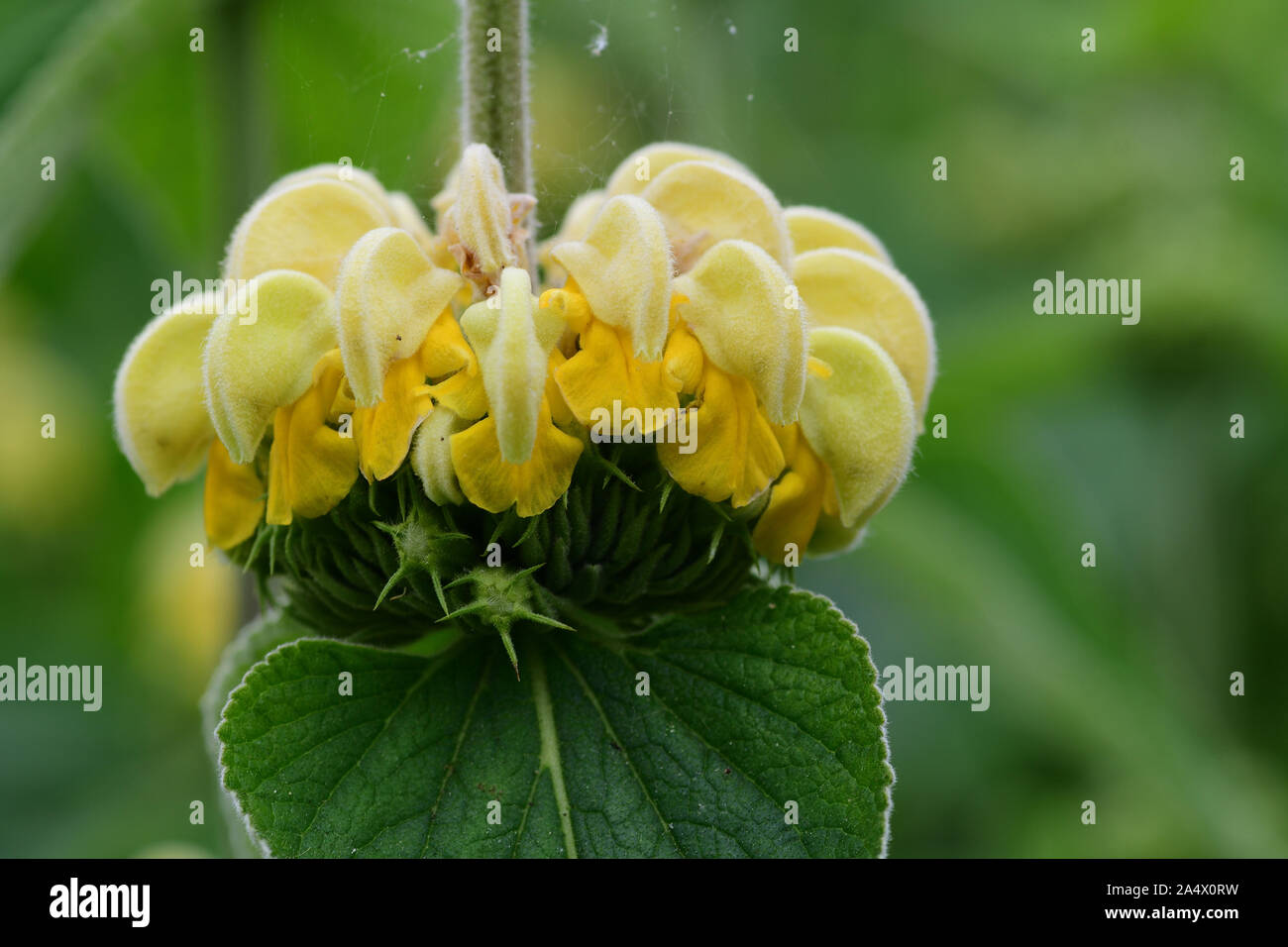 Close up of Turkish sage (phlomis russeliana) in bloom Stock Photo