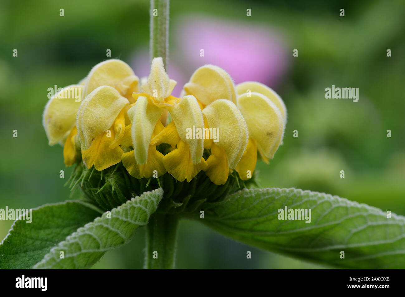 Close up of Turkish sage (phlomis russeliana) in bloom Stock Photo
