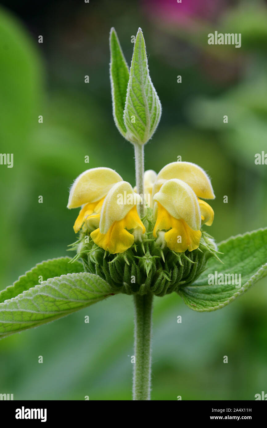 Close up of a Turkish sage (phlomis russeliana) plant in bloom Stock Photo