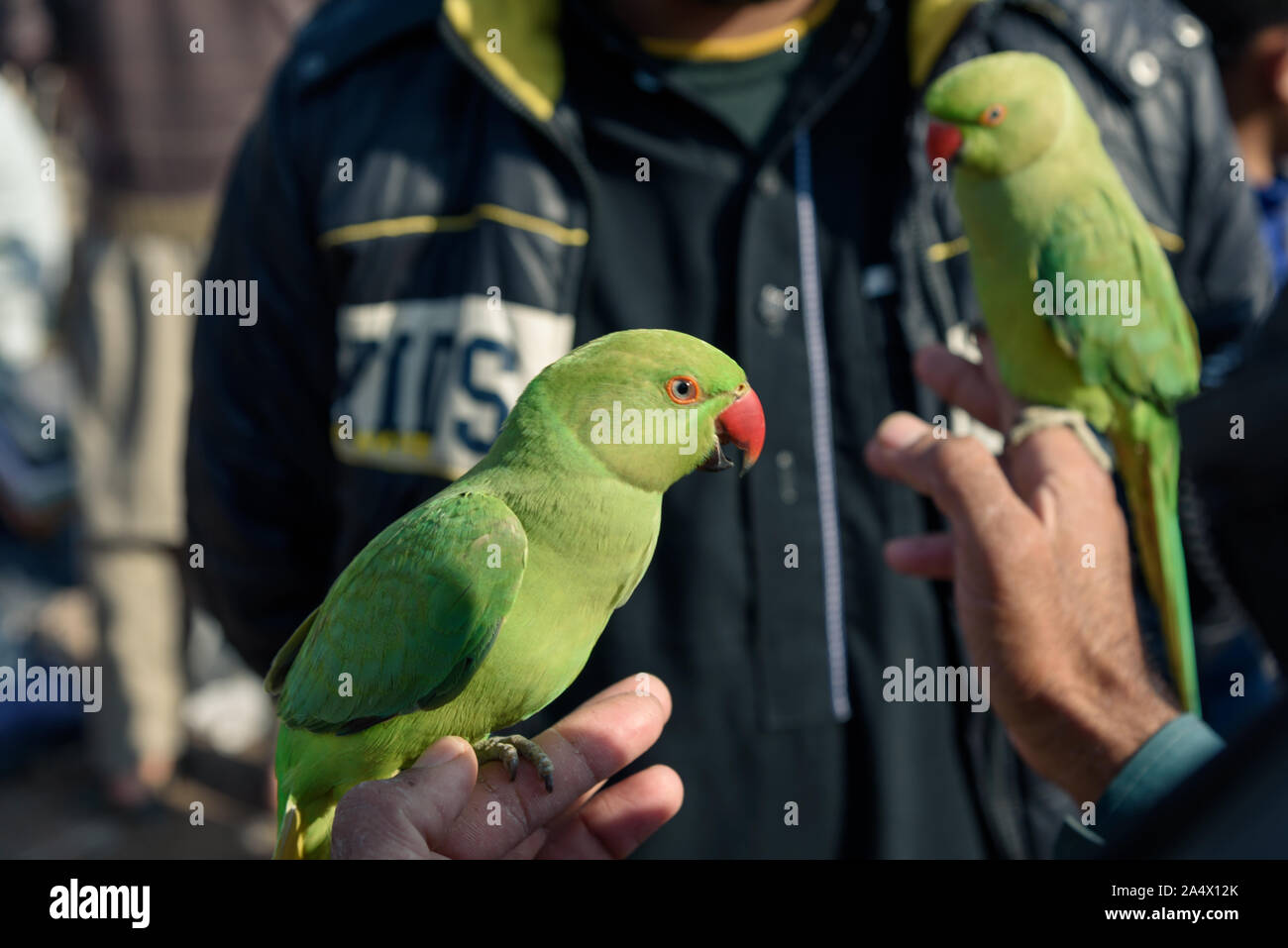 Peshawar Pakistan December 13 15 Baby Parrots For Sale In Sunday Market At Hayatabad Township In Peshawar Pakistan Stock Photo Alamy