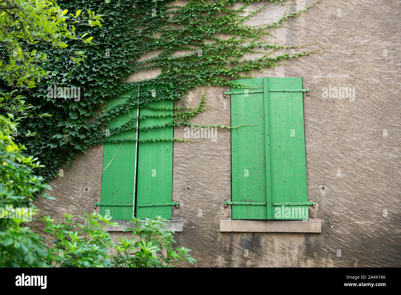 Beautiful closed green shutters and creeping plant on building, Geneva Stock Photo