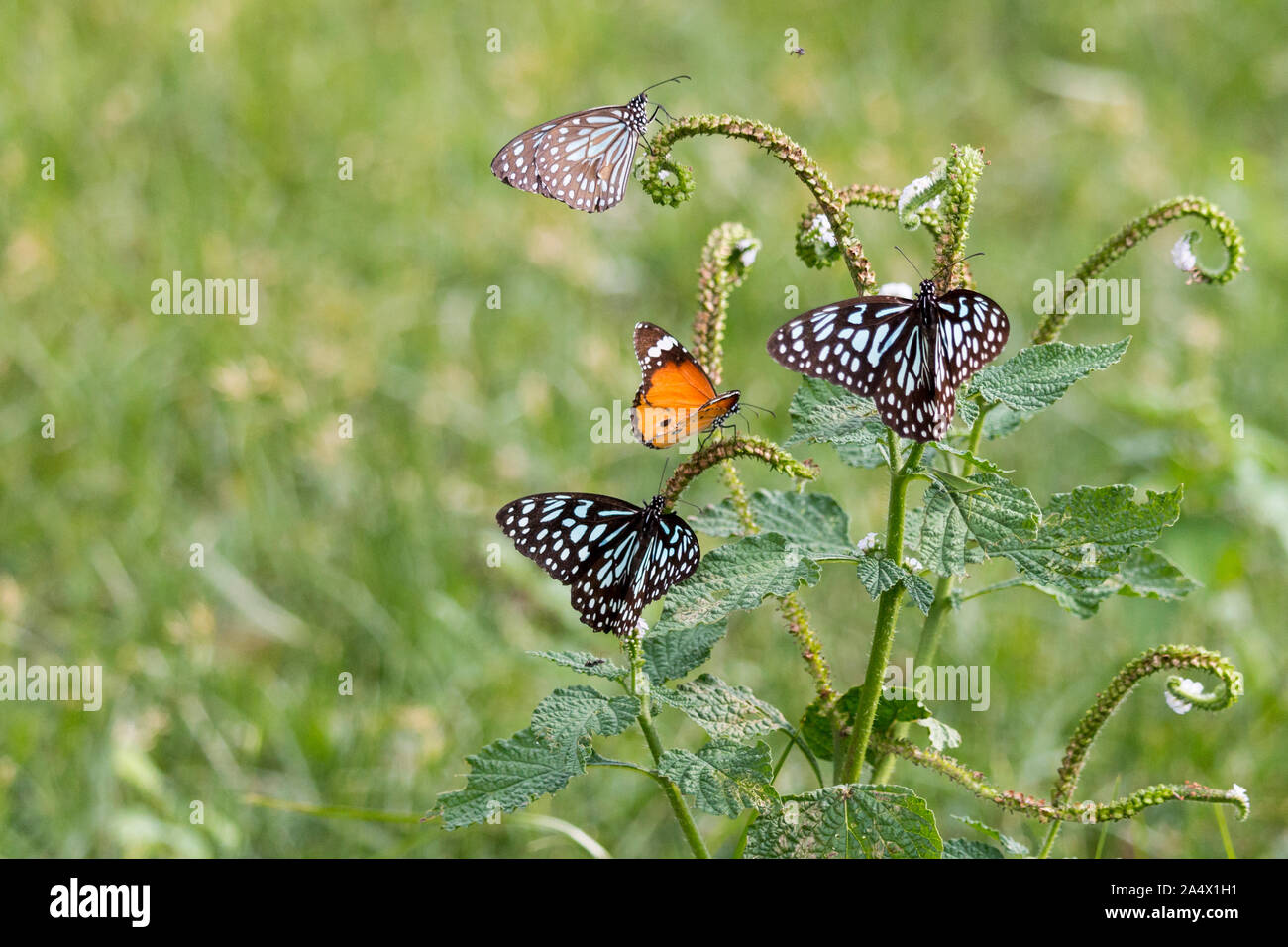 three blue butterflies and one orange butterfly feeding on a green ...