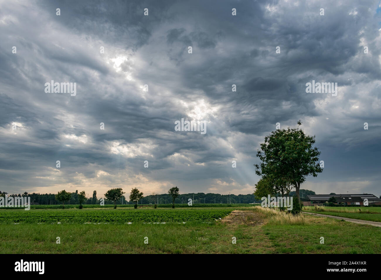 Thunderstorm with sunrays shining through altocumulus asperitas clouds over the countryside near Wuustwezel (Belgium), close to the dutch border. Stock Photo