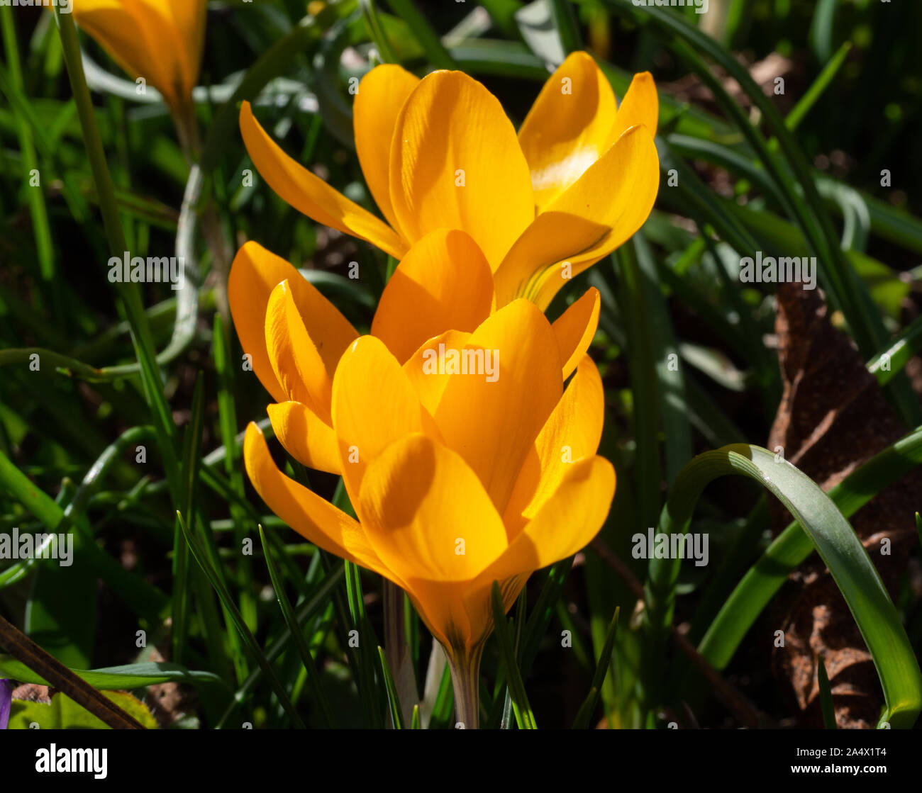 Beautiful yellow crocus flowers blooming hi-res stock photography and ...