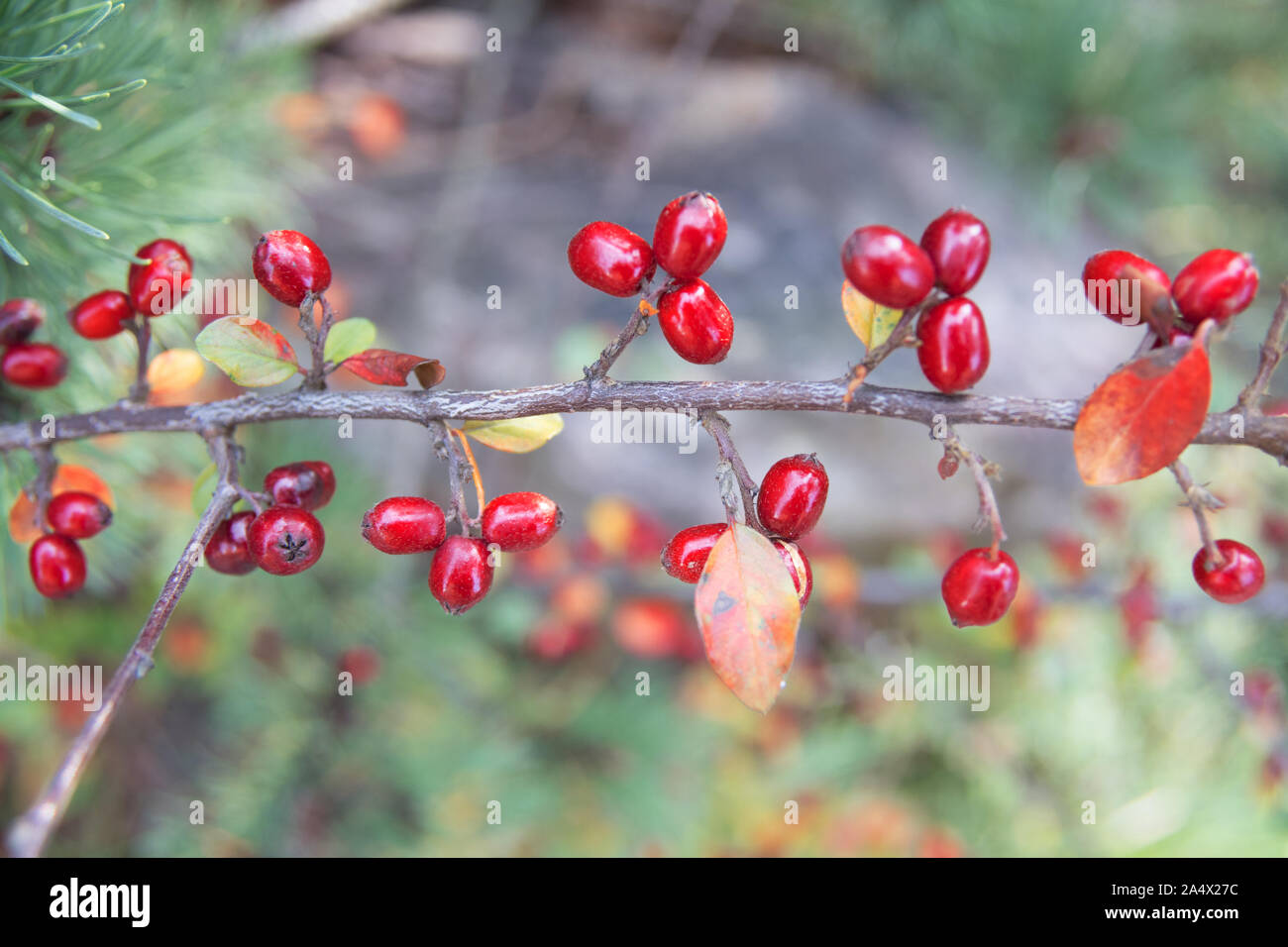Bright red berries of bearberry cotoneaster (Cotoneaster dammeri) Stock Photo