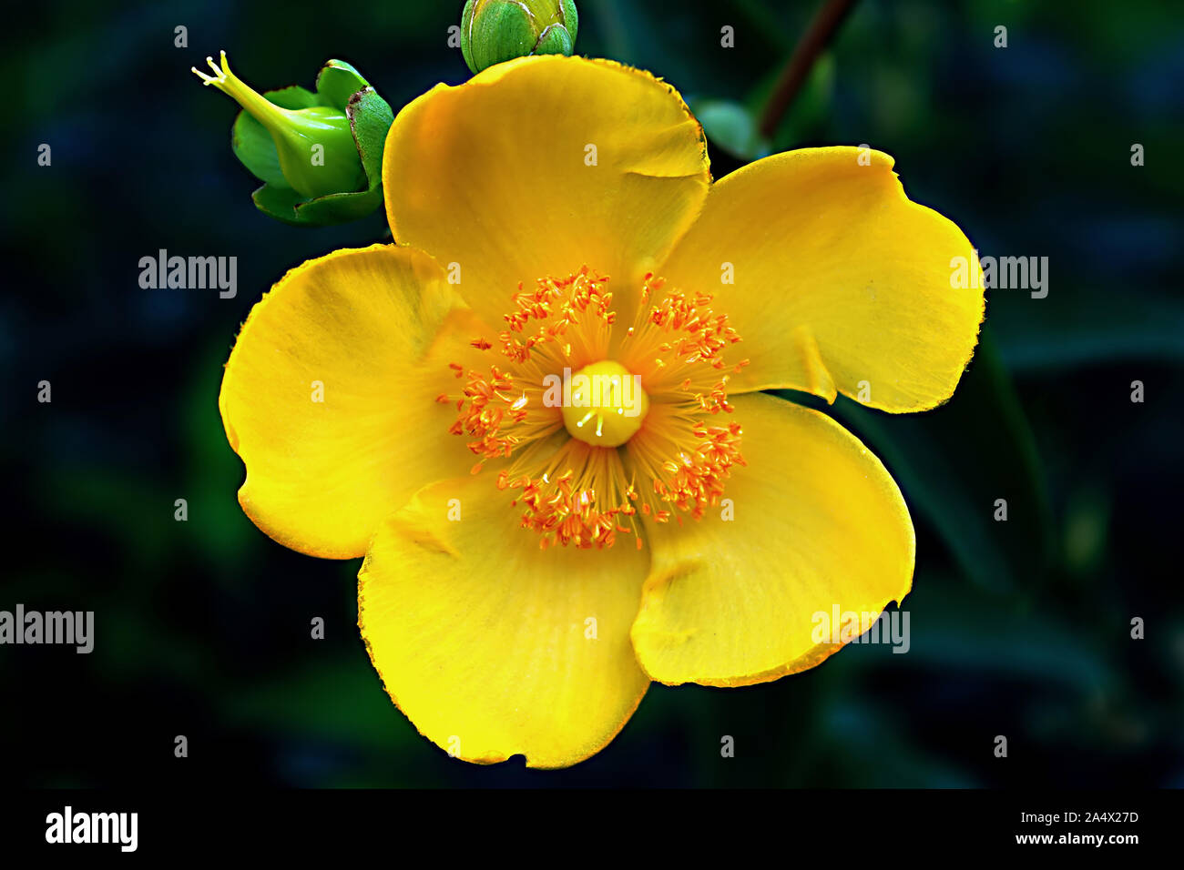 Yellow Spring Flower Five Petals Stock Photos & Yellow Spring Flower