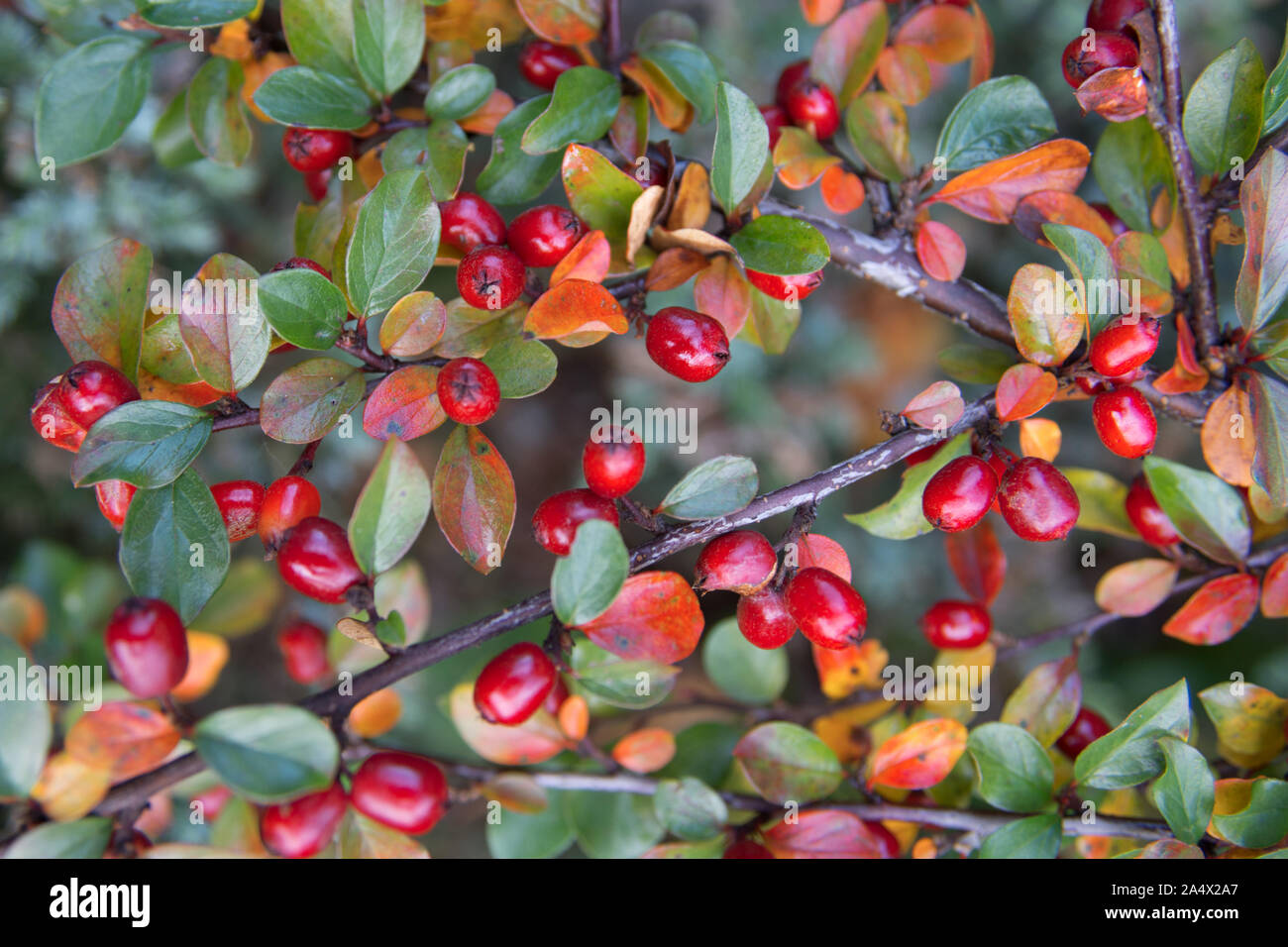 Bright red berries of bearberry cotoneaster (Cotoneaster dammeri) Stock Photo