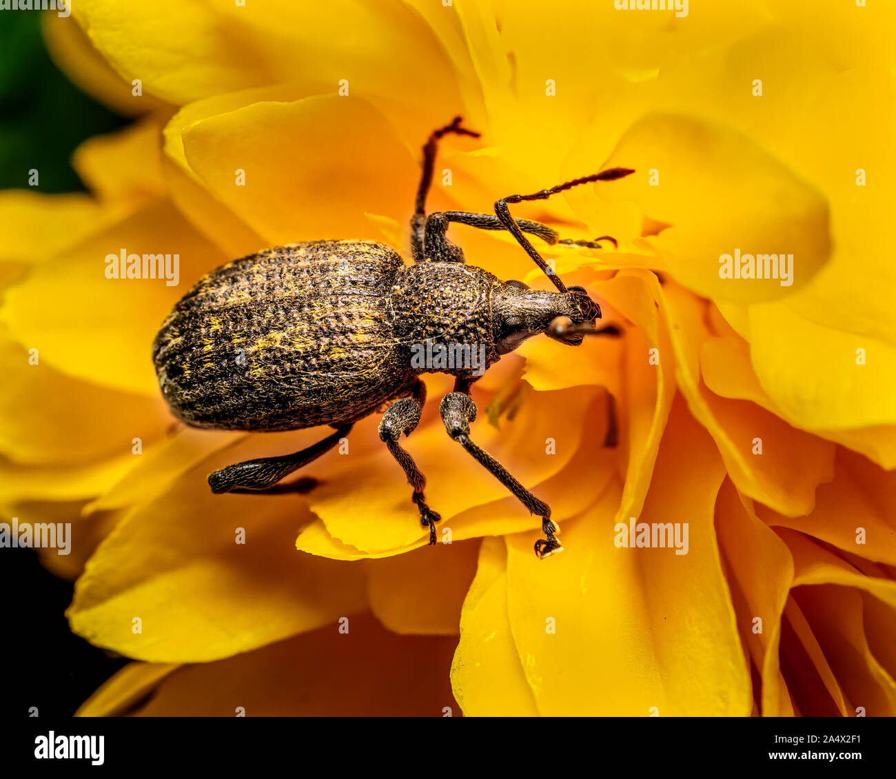 Detailed close up picture of an adult common brown vine weevil photographed in an English garden, Sutton Coldfield, West Midlands, United Kingdom. Stock Photo