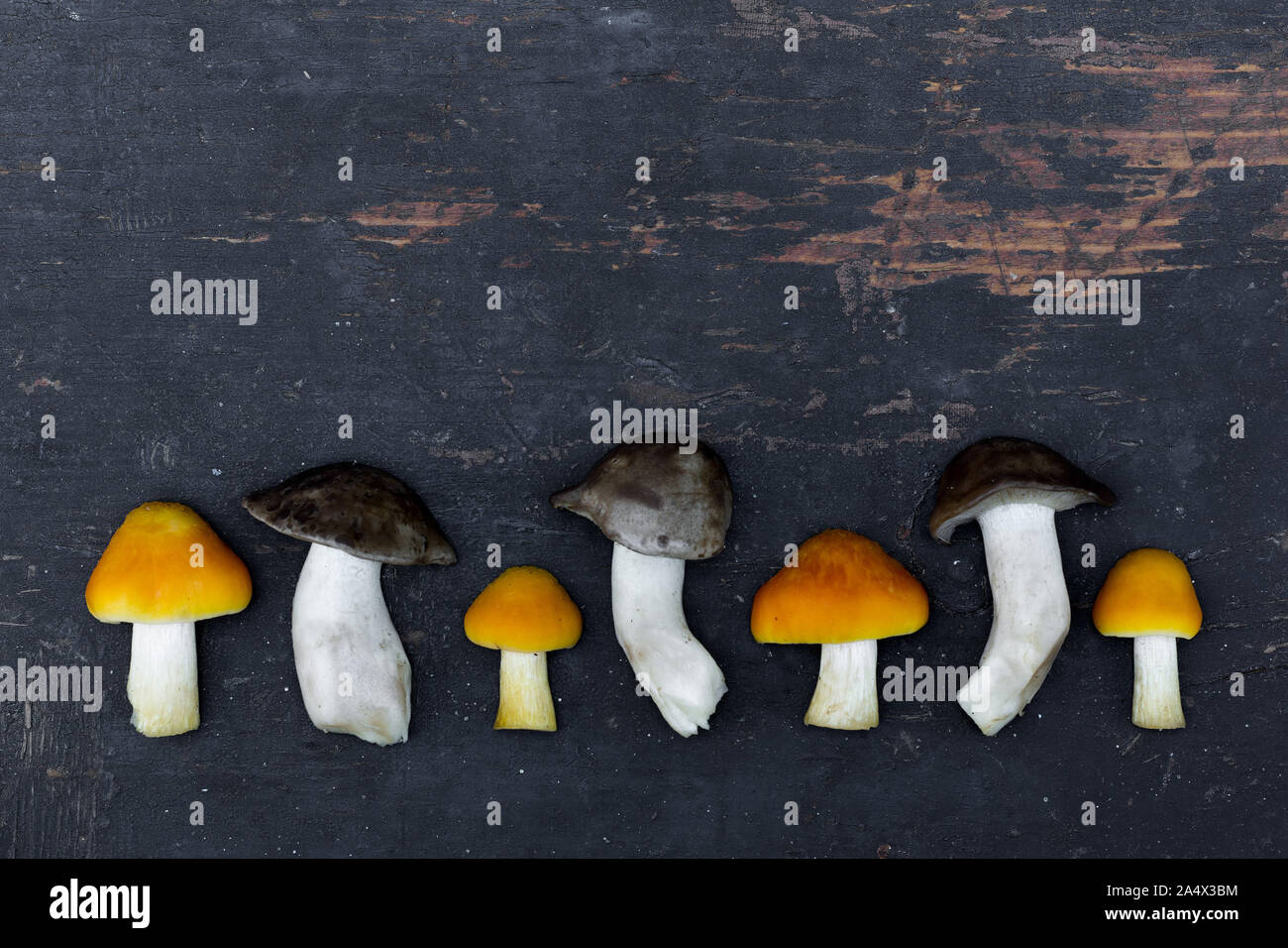 Fresh Forest Mushrooms In An Old Black Wooden Board Lined In A Row. With Space For Your Text Stock Photo