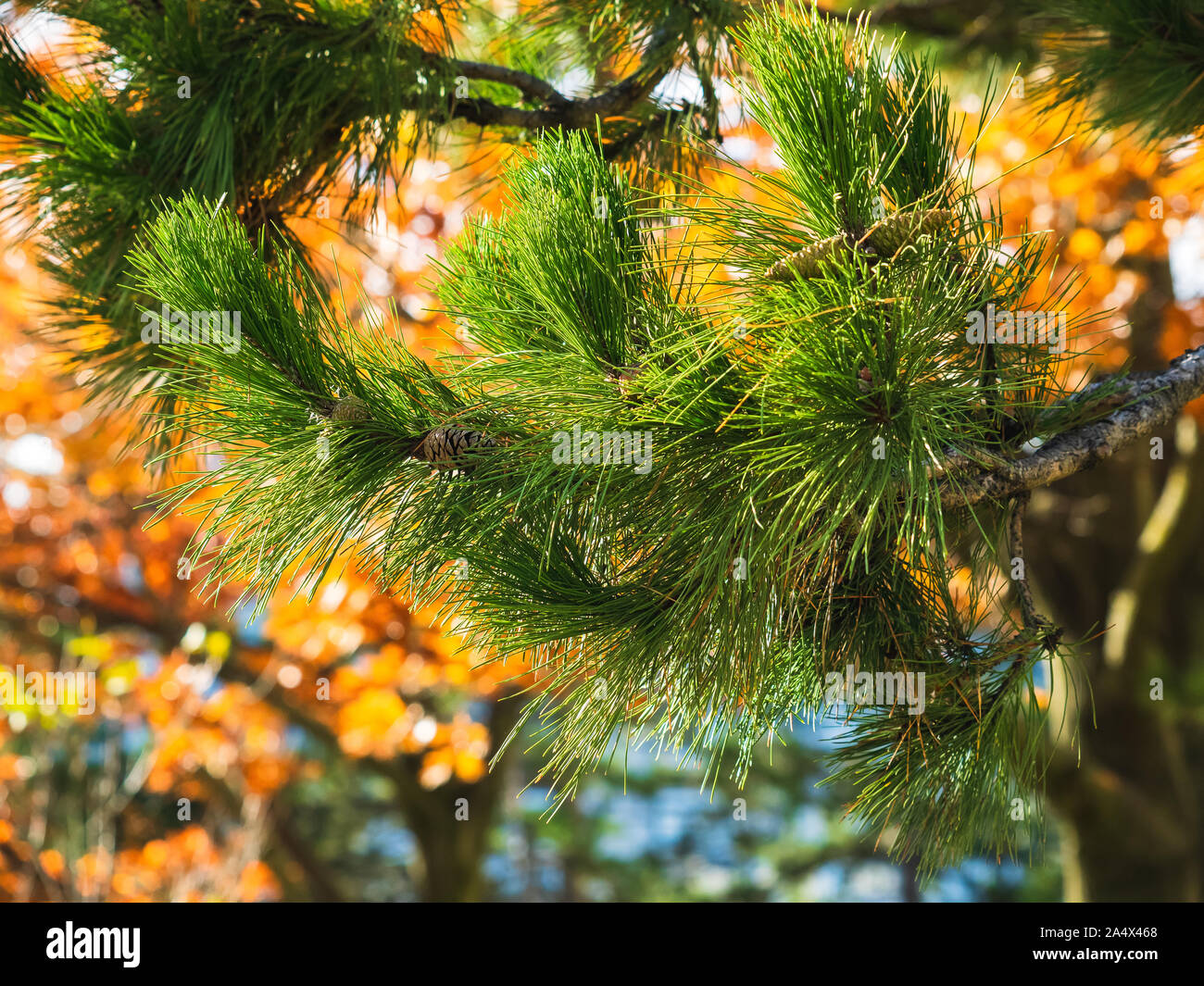 Pine branch on a sunny day pointing upwards and a tree with orange leaves in background blur. Stock Photo