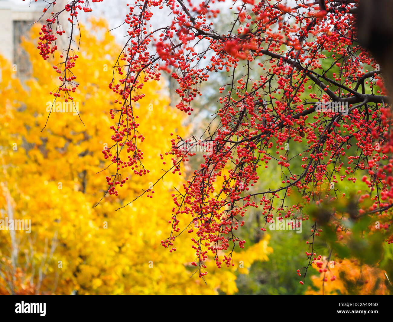 Beautiful little red fruits on Chinese crab apple tree branches hanging in front of yellow maple tree leaves in autumn. Stock Photo