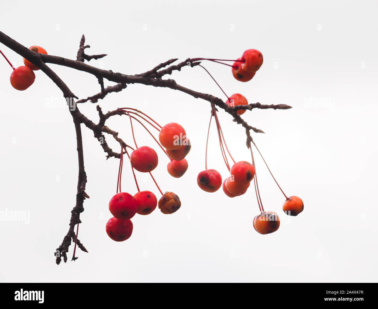 Small red fruit of Chinese crab apple with imperfections, hanging off a branch against the white sky. Stock Photo