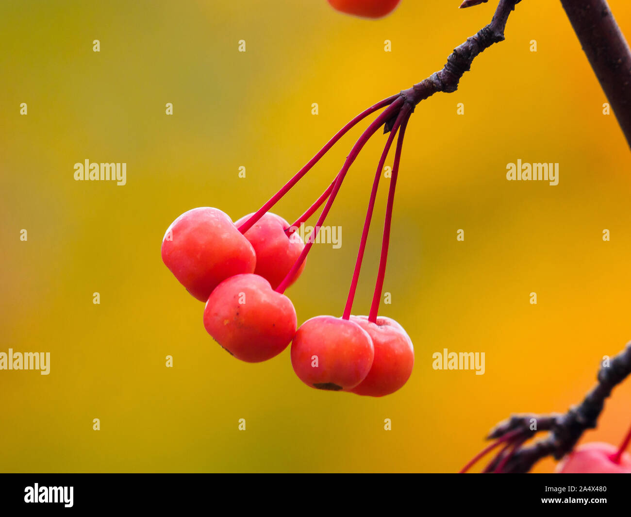 Close up of Chinese crab apple fruit hanging off a branch in autumn or fall. Stock Photo