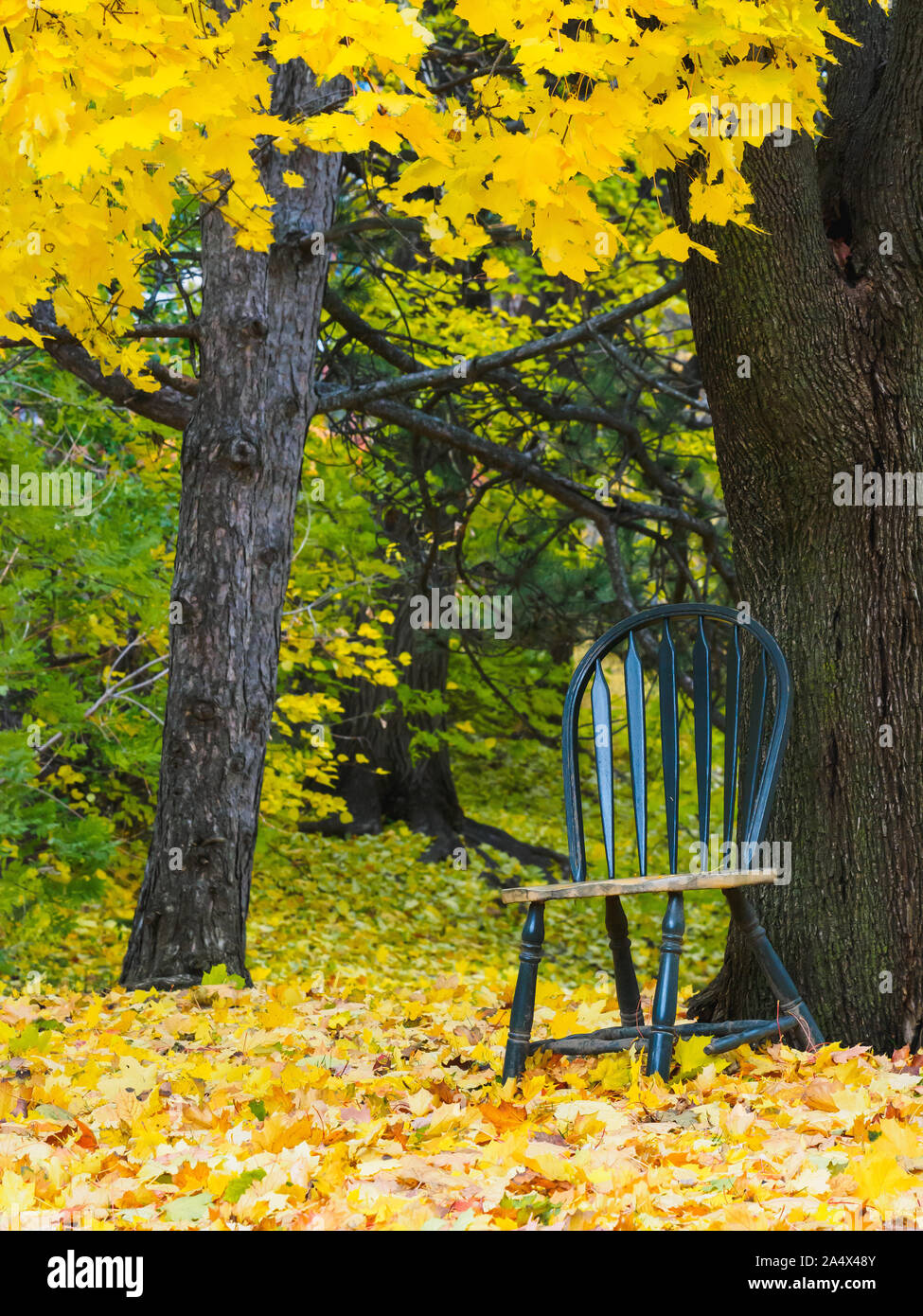 Green chair is sitting beside a tree outdoors surrounded by yellow