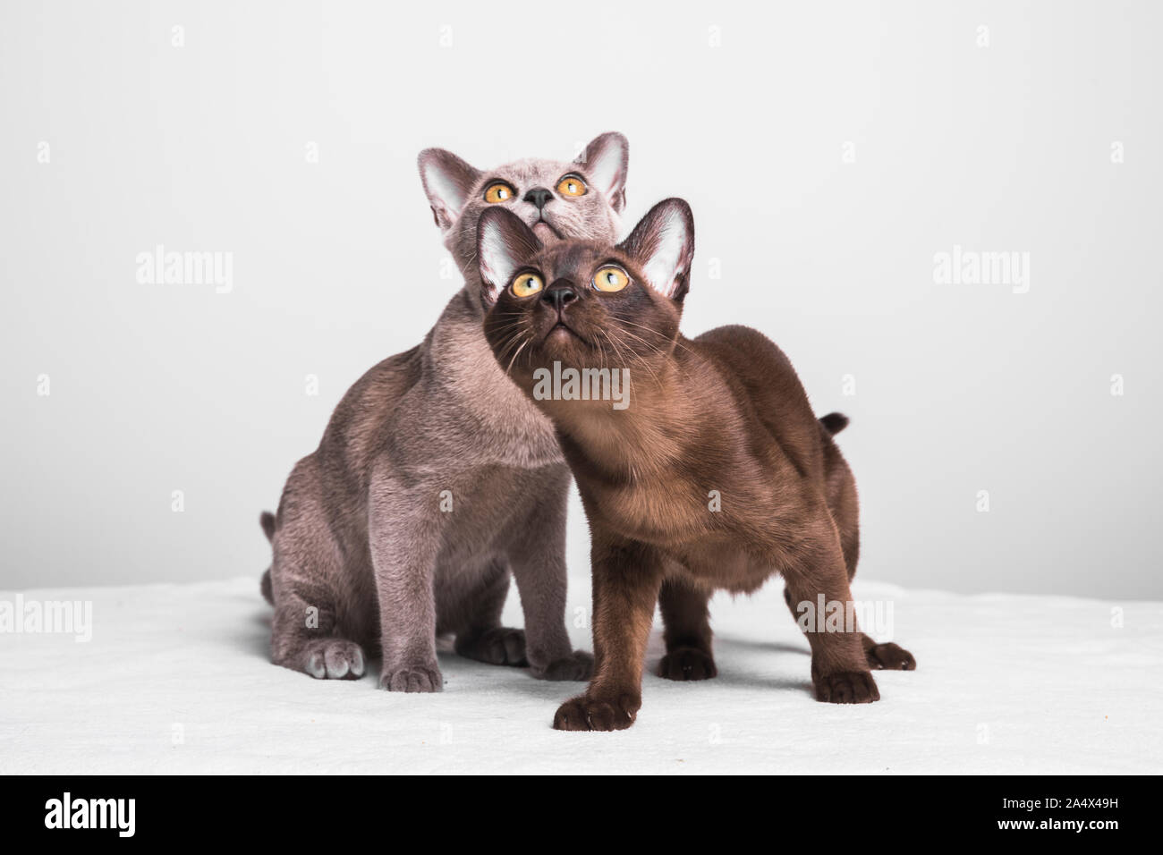 Two burmese kittens looking up. The cats are about 17 weeks old and they are sitting on a white blanket with a gray background. Stock Photo