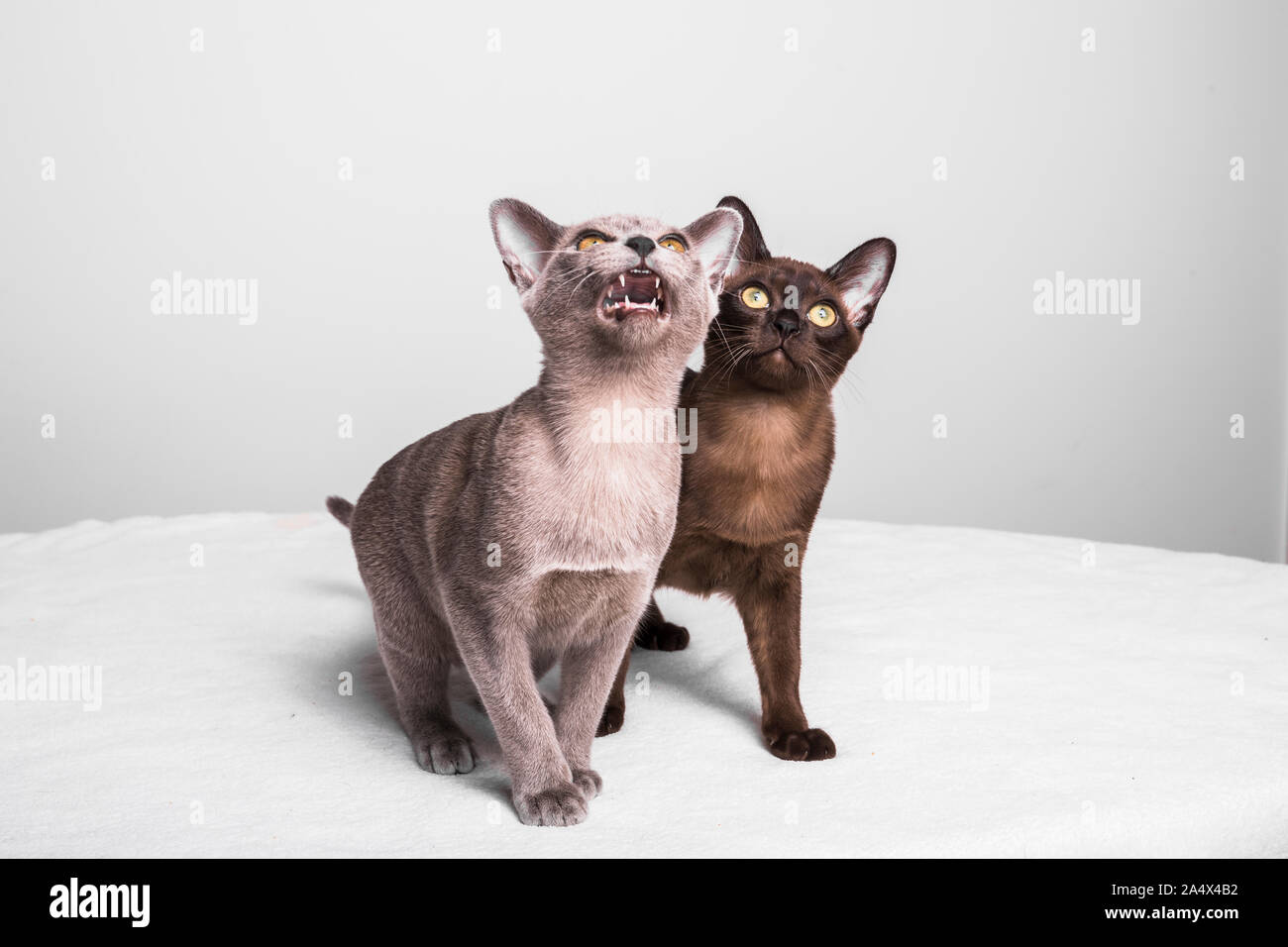 Two burmese kittens looking up. The cats are about 17 weeks old and they are sitting on a white blanket with a gray background. Stock Photo