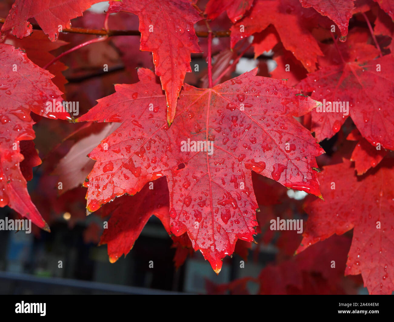 Perfect upside down red maple leaf, drops of water on it from the rain. Stock Photo