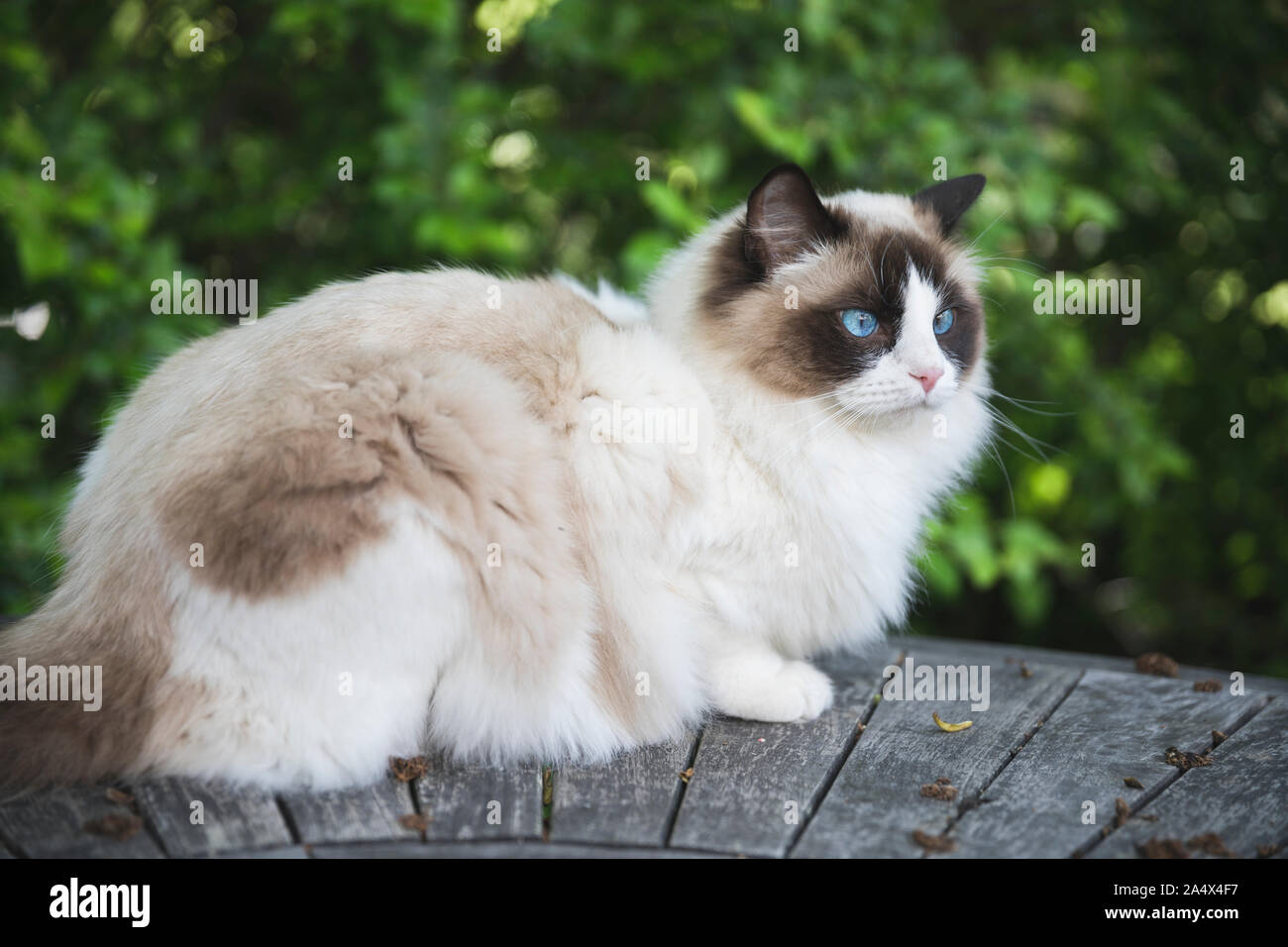 A young beautiful ragdoll cat oudoors. The cat is bicolor with blue eyes and she is about 1 year old. She is looking away. Copy space for taxt. Stock Photo