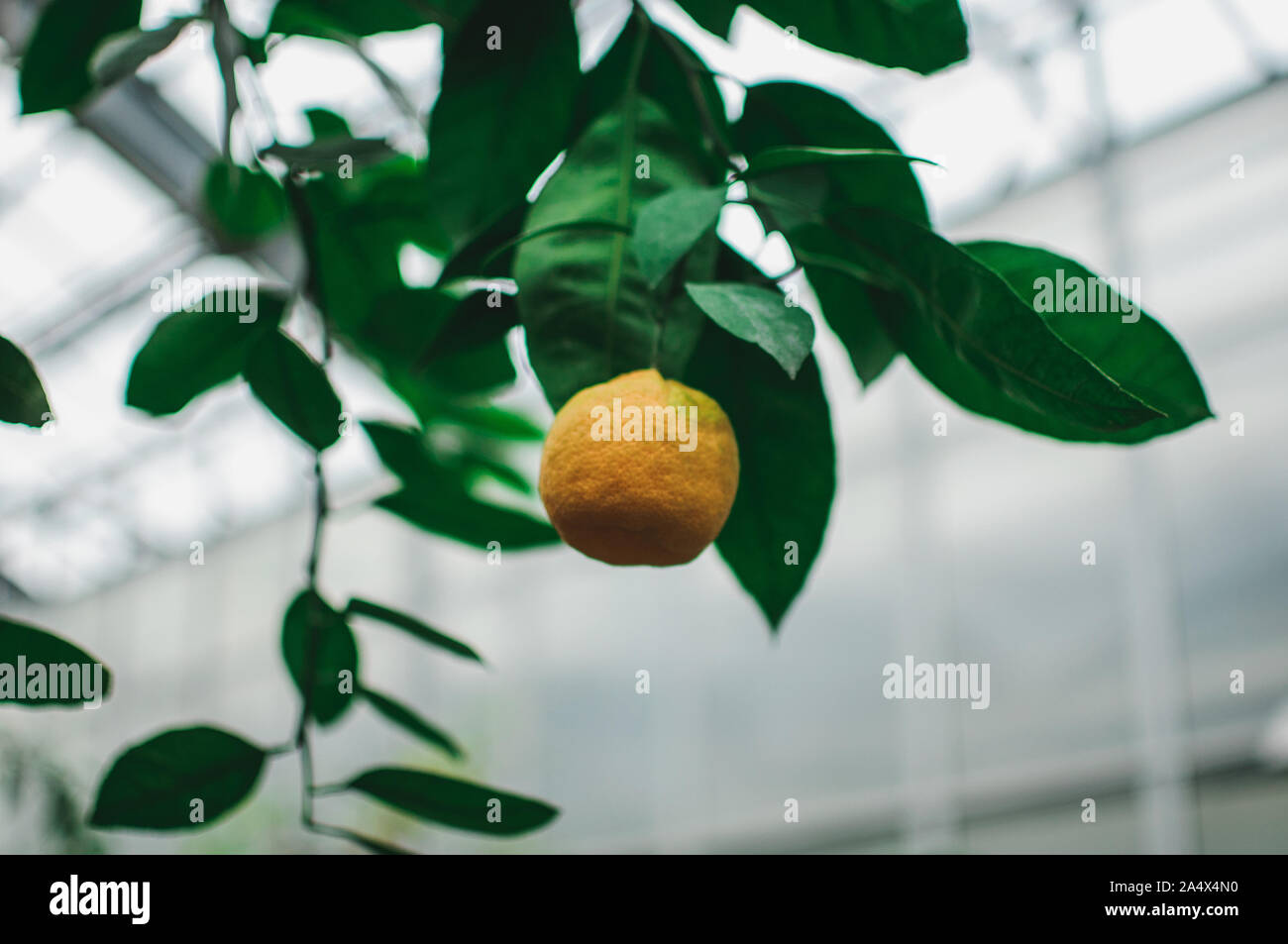 Citrus plantation spain hires stock photography and images Alamy