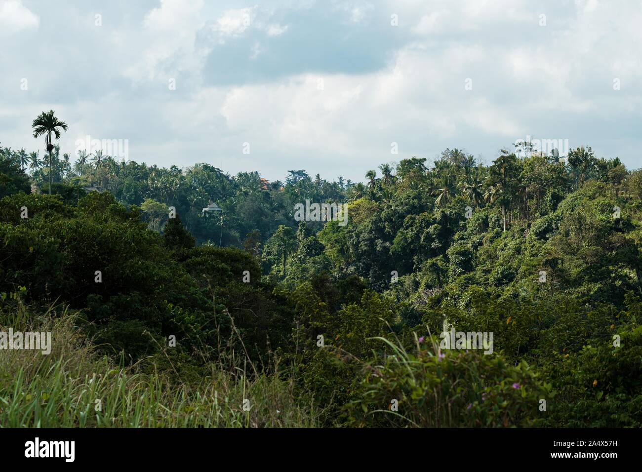 Ubud jungle canopy hi-res stock photography and images - Alamy