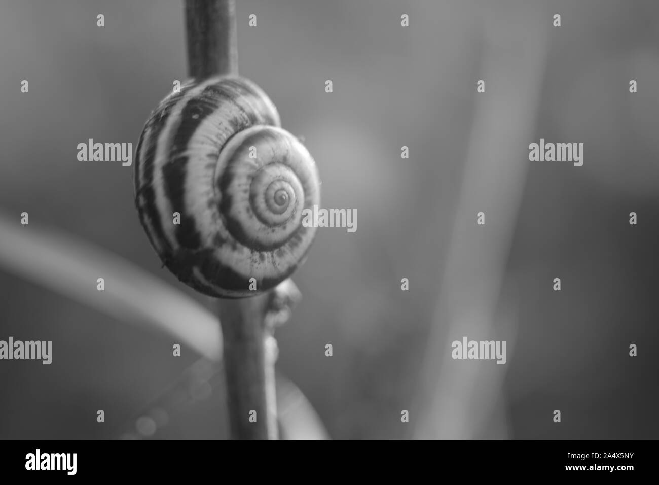 snail shell on a branch in a summer garden, macro bw photo Stock Photo